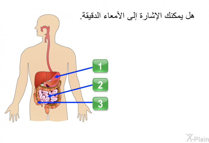 هل يمكنك الإشارة إلى الأمعاء الدقيقة.