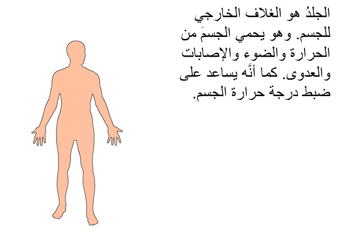 الجلدُ هو الغلاف الخارجي للجسم. وهو يحمي الجسمَ من الحرارة والضوء والإصابات والعدوى. كما أنَّه يساعد على ضبط درجة حرارة الجسم.