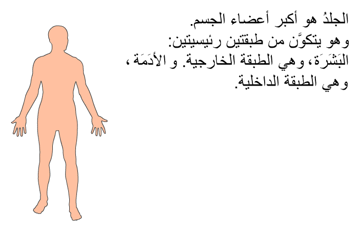 الجلدُ هو أكبر أعضاء الجسم. وهو يتكوَّن من طبقتين رئيسيتين: البَشَرَة، وهي الطبقة الخارجية. والأدَمَة، وهي الطبقة الداخلية.