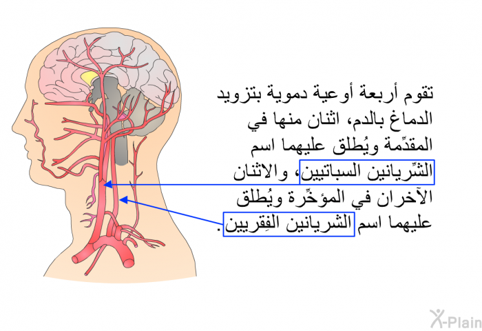 تقوم أربعةُ أوعية دموية بتزويد الدماغ بالدم، اثنان منها في المقدِّمة ويُطلق عليهما اسم الشِّريانين السباتيين، والاثنان الآخران في المؤخِّرة ويُطلق عليهما اسم الشريانين الفِقريين.