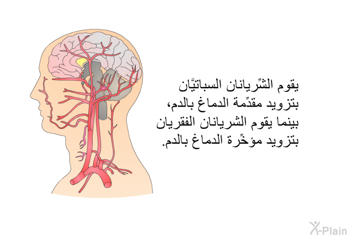 يقوم الشِّريانان السباتيَّان بتزويد مقدِّمة الدماغ بالدم، بينما يقوم الشريانان الفقريان بتزويد مؤخِّرة الدماغ بالدم.