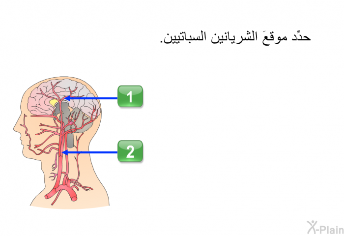 حدِّد موقعَ الشريانين السباتيين.