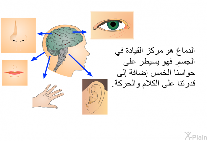 الدماغ هو مركز القيادة في الجسم. فهو يسيطر على حواسنا الخمس إضافة إلى قدرتنا على الكلام والحركة.