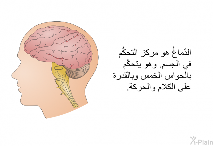 الدِّماغُ هو مركز التحكُّم في الجسم. وهو يتحكَّم بالحواس الخمس وبالقدرة على الكلام والحركة.