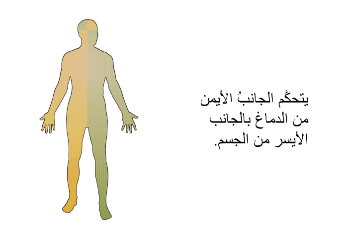 يتحكَّم الجانبُ الأيمن من الدماغ بالجانب الأيسر من الجسم.