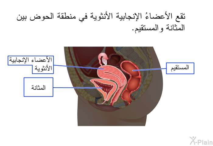 تقع الأعضاءُ الإنجابية الأنثوية في منطقة الحوض بين المثانة والمستقيم.