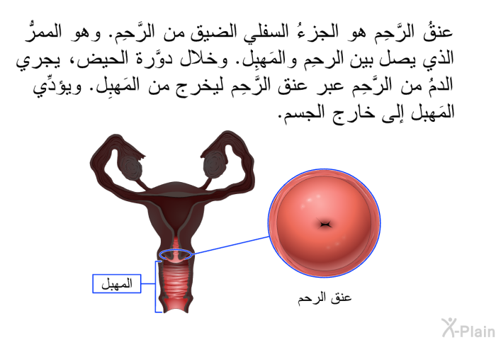 عنقُ الرَّحِم هو الجزءُ السفلي الضيق من الرَّحِم. وهو الممرُّ الذي يصل بين الرَّحِم والمَهبِل. وخلال دورة الحيض، يجري الدمُ من الرَّحِم عبر عنق الرَّحِم ليخرج من المَهبِل. ويؤدِّي المَهبِل إلى خارج الجسم.