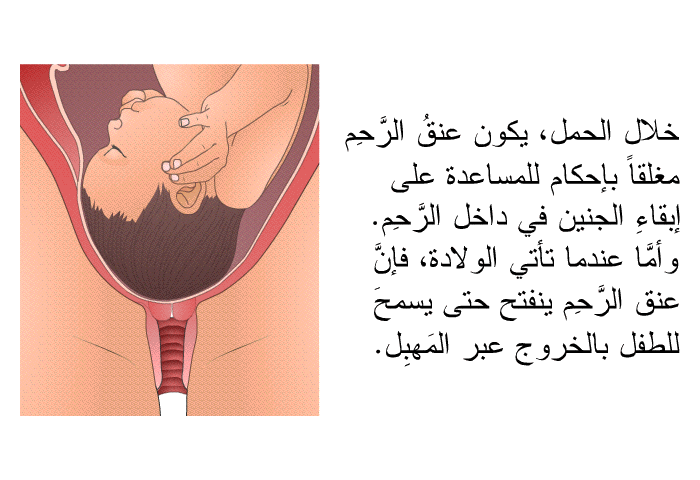 خلال الحمل، يكون عنقُ الرَّحِم مغلقاً بإحكام للمساعدة على إبقاء الجنين في داخل الرَّحِم. وأمَّا عندما تأتي الولادة، فإنَّ عنقَ الرَّحِم ينفتح حتى يسمحَ للطفل بالخروج عبر المَهبِل.