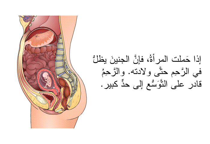 إذا حَملت المرأةُ، فإنَّ الجنينَ يظلُّ في الرَّحِم حتَّى ولادته. والرَّحِمُ قادر على التَّوَسُّع إلى حدٍّ كبير.