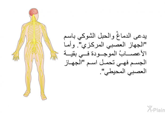 يدعى الدماغُ والحبل الشوكي باسم "الجهاز العصبي المركزي". وأما الأعصابُ الموجودة في بقية الجسم فهي تحمل اسم "الجهاز العصبي المحيطي".