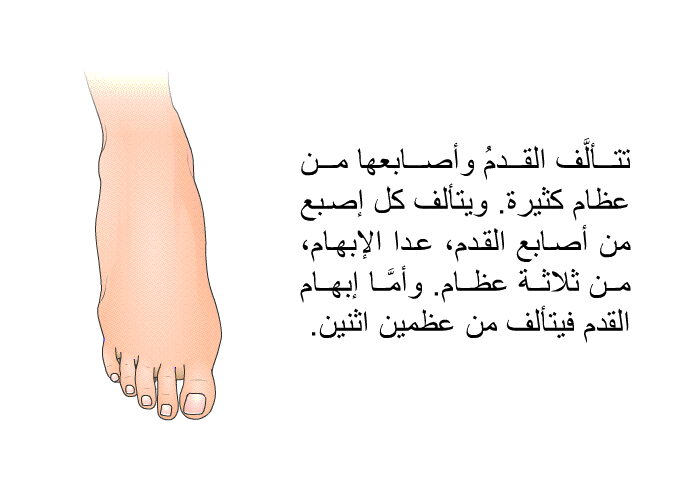تتألَّف القدمُ وأصابعها من عظام كثيرة. ويتألف كل إصبع من أصابع القدم، عدا الإبهام، من ثلاثة عظام. وأمَّا إبهام القدم فيتألف من عظمين اثنين.