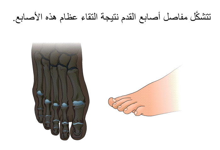تتشكَّل مفاصل أصابع القدم نتيجة التقاء عظام هذه الأصابع.