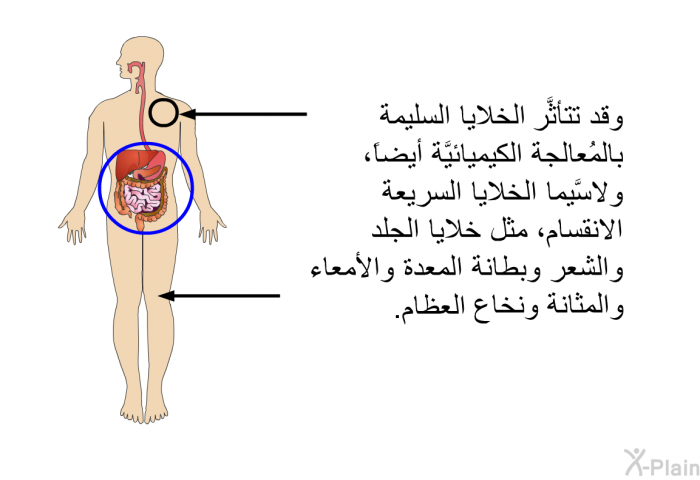 وقد تتأثَّر الخلايا السليمة بالمُعالجة الكيميائيَّة أيضاً، ولا سَّيما الخلايا السريعة الانقسام، مثل خلايا الجلد والشعر وبطانة المعدة والأمعاء والمثانة ونخاع العظام.