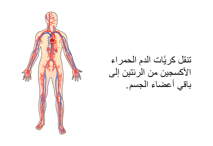 تنقل كريَّات الدم الحمراء الأكسجين من الرئتين إلى باقي أعضاء الجسم.