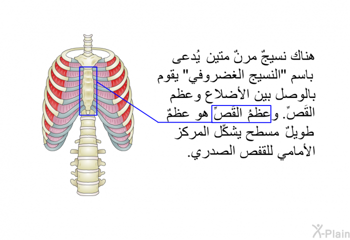 هناك نسيجٌ مرنٌ متين يُدعى باسم "النسيج الغضروفي" يقوم بالوصل بين الأضلاع وعظم القَصِّ. وعظمُ القَصِّ هو عظمٌ طويلٌ مسطَّح يشكِّل المركز الأمامي للقفص الصدري.