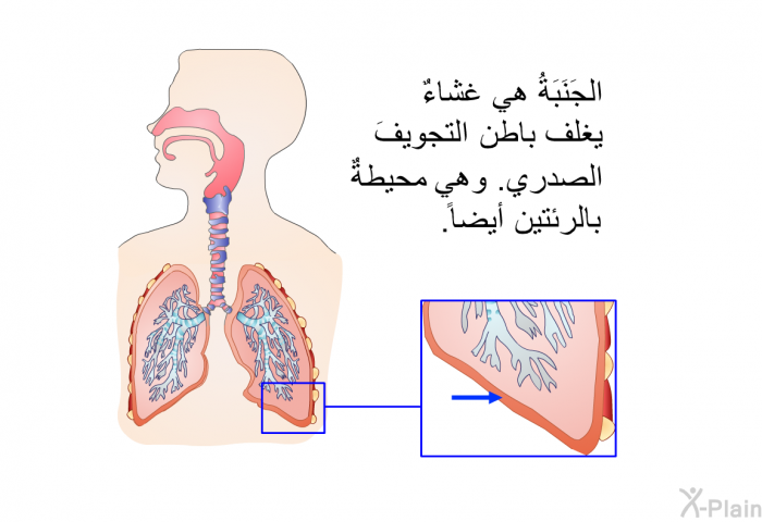 الجَنَبَةُ هي غشاءٌ يغلِّف باطن التجويفَ الصدري. وهي محيطةٌ بالرئتين أيضاً.