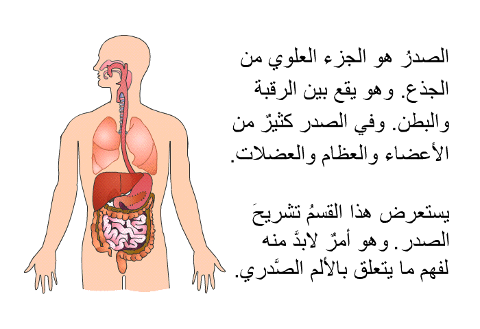 الصدرُ هو الجزء العلوي من الجذع. وهو يقع بين الرقبة والبطن. وفي الصدر كثيرٌ من الأعضاء والعظام والعضلات. يستعرض هذا القسمُ تشريحَ الصدر. وهو أمرٌ لابدَّ منه لفهم ما يتعلق بالألم الصَّدري.
