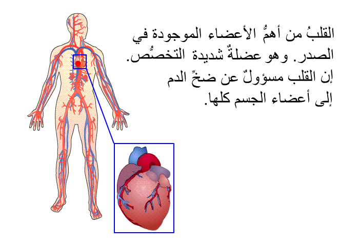 القلبُ من أهمُّ الأعضاء الموجودة في الصدر. وهو عضلةٌ شديدة التخصُّص. إن القلب مسؤولٌ عن ضخِّ الدم إلى أعضاء الجسم كلها.