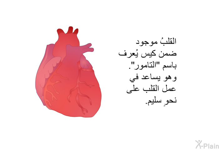 القلبُ موجود ضمن كيس يُعرف باسم "التامور". وهو يساعد في عمل القلب على نحوٍ سليم.
