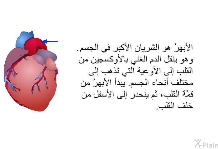 الأبهرُ هو الشريانُ الأكبر في الجسم. وهو ينقل الدم الغني بالأوكسجين من القلب إلى الأوعية التي تذهب إلى مختلف أنحاء الجسم. يبدأ الأبهرُ من قمَّة القلب، ثم ينحدر إلى الأسفل من خلف القلب.