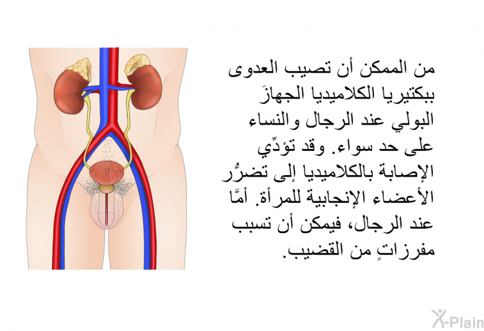 من الممكن أن تصيب العدوى ببكتيريا الكلاميديا الجهازَ البولي عند الرجال والنساء على حد سواء. وقد تؤدِّي الإصابة بالكلاميديا إلى تضرُّر الأعضاء الإنجابية للمرأة. أمَّا عند الرجال، فيمكن أن تسبب مفرزاتٍ من القضيب.