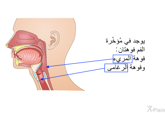 يوجد في مُؤخِّرة الفم فوهتان: فوهة المريء وفوهة الرغامى.