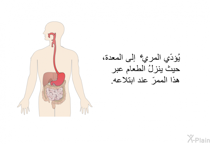 يُؤدّي المريء إلى المعدة، حيث ينزلُ الطعام عبر هذا الممرّ عند ابتلاعه.