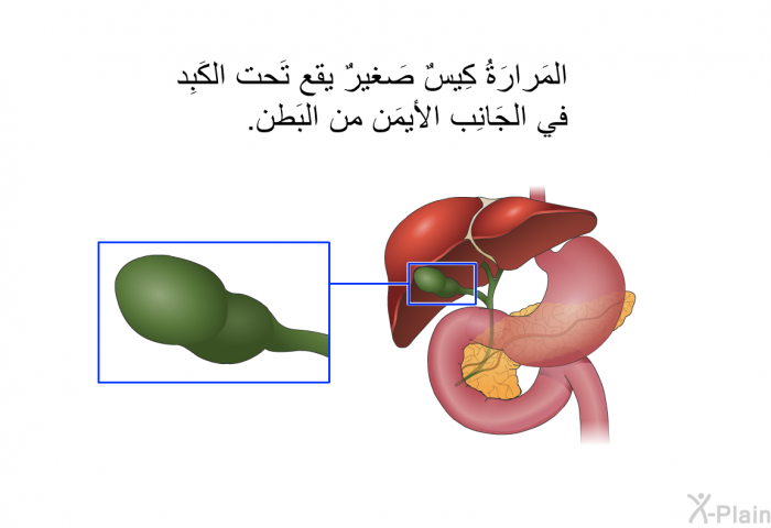 المَرارَةُ كِيسٌ صَغيرٌ يقع تَحت الكَبِد في الجَانِب الأيمَن من البَطن.