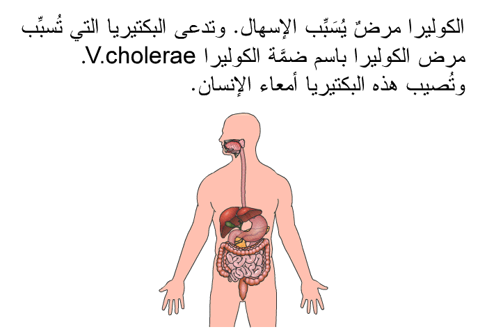 الكوليرا مرضٌ يُسَبِّب الإسهال. وتدعى البكتيريا التي تُسبِّب مرض الكوليرا باسم ضمَّة الكوليرا V. cholerae. وتُصيب هذه البكتيريا أمعاء الإنسان.
