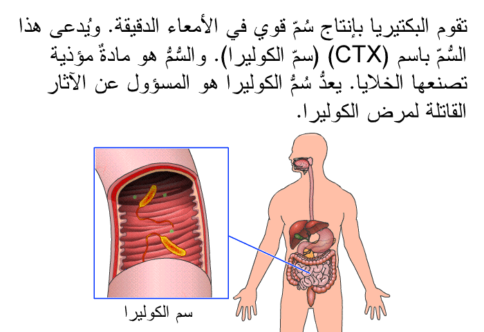 تقوم البكتيريا بإنتاج سُمّ قوي في الأمعاء الدقيقة. ويُدعى هذا السُّمّ باسم (CTX) (سمّ الكوليرا). والسُّمُّ هو مادةٌ مؤذية تصنعها الخلايا. يعدُّ سُمُّ الكوليرا هو المسؤول عن الآثار القاتلة لمرض الكوليرا.