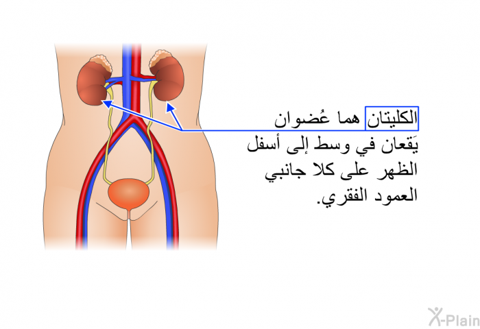 الكليتان هما عُضوان يَقعان في وسط إلى أسفل الظهر على كلا جانبي العمود الفقري.