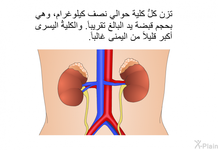 تزن كلُّ كلية حوالي نصف كيلوغرام، وهي بحجم قبضة يد البالغ تقريباً. والكليةُ اليسرى أكبر قليلاً من اليمنى غالباً.