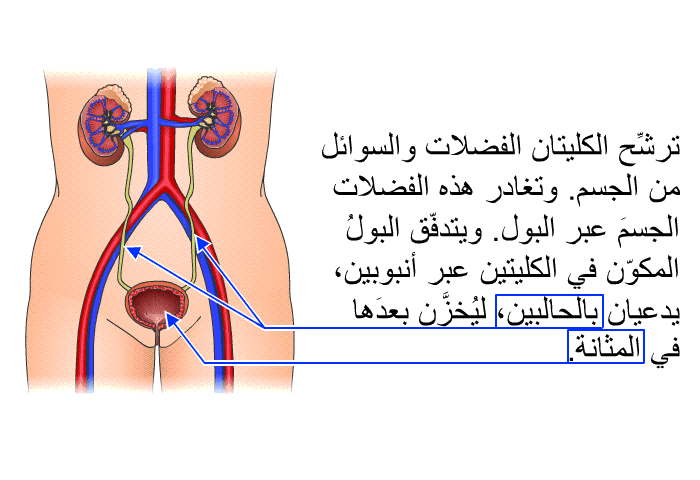 ترشِّح الكليتان الفضلات والسوائل من الجسم. وتغادر هذه الفضلات الجسمَ عبر البول. ويتدفّق البولُ المكوّن في الكليتين عبر أنبوبين، يدعيان بالحالبين، ليُخزَّن بعدَها في المثانة.