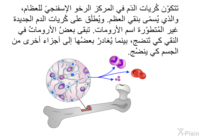 تتكوَّن كُريات الدّم في المركز الرخو الإسفنجيّ للعظام، والذي يُسمّى بنقي العظم. ويُطلَق على كُريات الدم الجديدة غير المُتطوِّرة اسم الأرومات. تبقى بعضُ الأروماتُ في النقي كي تَنضج، بينما يُغادرُ بعضُها إلى أجزاء أخرى من الجسم كي ينضُج.