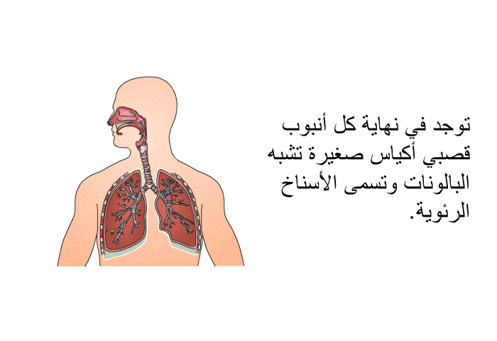 توجد في نهاية كل أنبوب قصبي أكياس صغيرة تشبه البالونات وتسمى الأسناخ الرئوية.