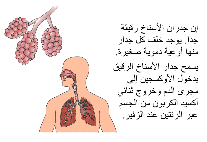 إن جدران الأسناخ رقيقة جدا. يوجد خلف كل جدار منها أوعية دموية صغيرة. يسمح جدار الأسناخ الرقيق بدخول الأوكسجين إلى مجرى الدم وخروج ثنائي أكسيد الكربون من الجسم عبر الرئتين عند الزفير.
