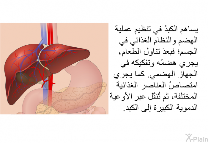 يساهم الكبدُ في تنظيم عملية الهضم والنظام الغذائي في الجسم؛ فبعدَ تناول الطعام، يجري هضمُه وتفكيكه في الجهاز الهضمي. كما يجري امتصاصُ العناصر الغذائية المختلفة، ثم تُنقَل عبر الأوعية الدموية الكبيرة إلى الكبد.