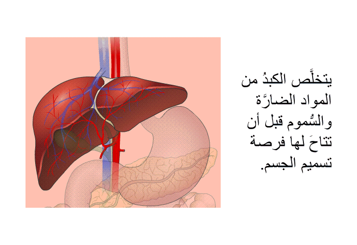 يتخلَّص الكبدُ من المواد الضارَّة والسُّموم قبل أن تتاحَ لها فرصة تسميم الجسم.