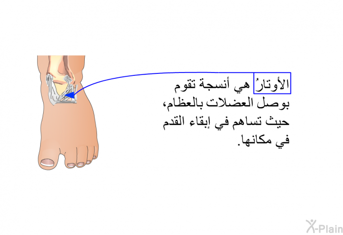 الأوتارُ هي أنسجة تقوم بوصل العضلات بالعظام، حيث تساهم في إبقاء القدم في مكانها.