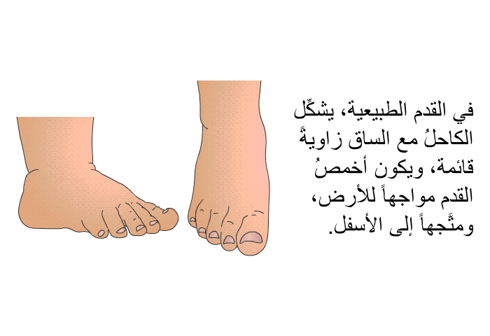 في القدم الطبيعية، يشكِّل الكاحلُ مع الساق زاويةً قائمة، ويكون أخمصُ القدم مواجهاً للأرض، ومتَّجهاً إلى الأسفل.