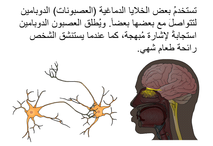 تستخدمُ بعض الخلايا الدماغية (العصبونات) الدوبامين لتتواصلَ مع بعضها بعضاً. ويُطلق العصبون الدوبامين استجابةً لإشارة مُبهجة، كما عندما يستنشق الشخص رائحة طعام شهي.