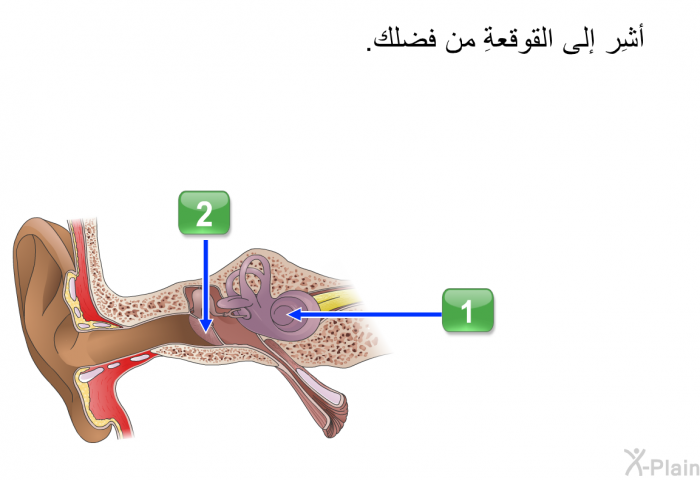 أشِر إلى القوقعةِ من فضلك.