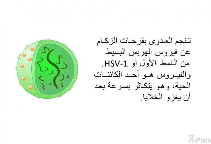 تنجم العدوى بقرحات الزكام عن فيروس الهربس البسيط من النمط الأول أو HSV-1. والفيروس هو أحد الكائنات الحية، وهو يتكاثر بسرعة بعد أن يغزو الخلايا.