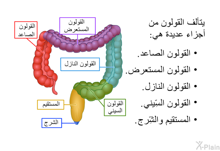 يتألف القولون من أجزاء عديدة هي:   القولون الصاعد.  القولون المستعرض.  القولون النازل.  القولون السِّيني. المستقيم والشِّرج.