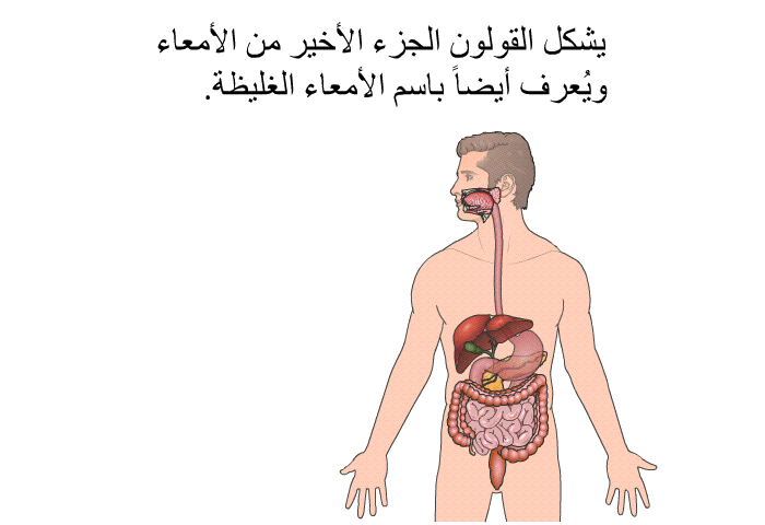 يشكل القولون الجزء الأخير من الأمعاء ويُعرف أيضاً باسم الأمعاء الغليظة.
