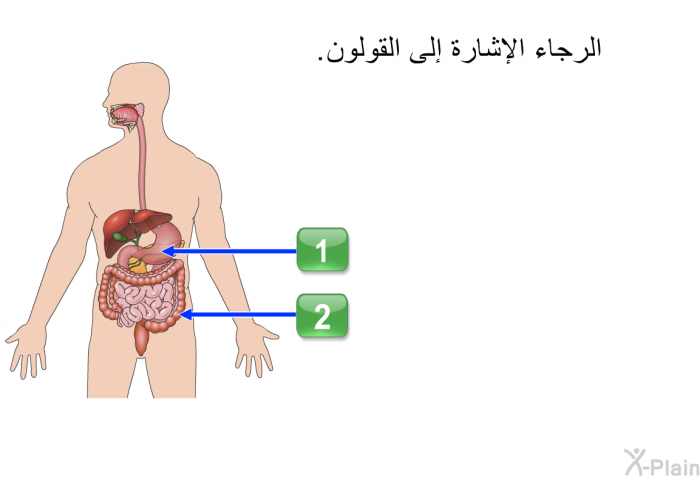 الرجاء الإشارة إلى القولون.