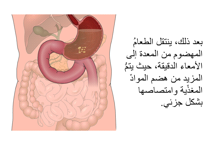 بعد ذلك، ينتقل الطعامُ المهضوم من المعدة إلى الأمعاء الدقيقة، حيث يتمُّ المزيد من هضمُ الموادِّ المغذِّية وامتصاصها بشكل جزئي.