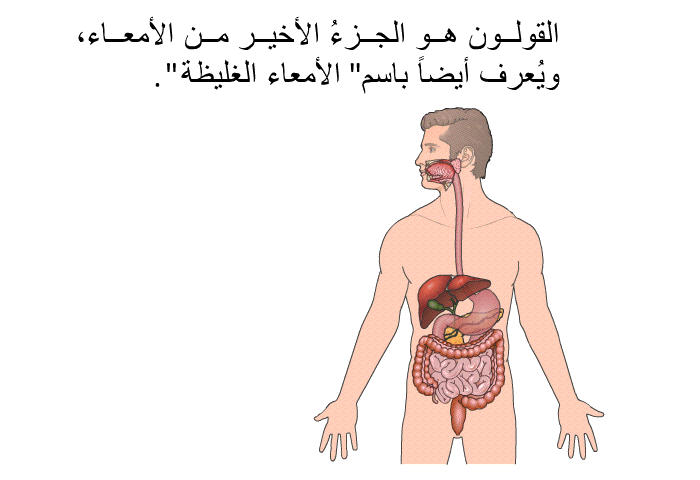 القولون هو الجزءُ الأخير من الأمعاء، ويُعرف أيضاً باسم "الأمعاء الغليظة".