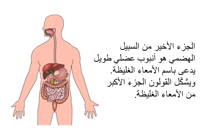 الجزء الأخير من السبيل الهضمي هو أنبوب عضلي طويل يدعى باسم الأمعاء الغليظة. ويشكِّل القولون الجزءَ الأكبر من الأمعاء الغليظة.