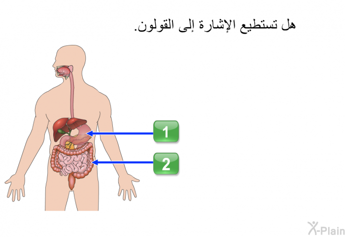 هل تستطيع الإشارة إلى القولون.